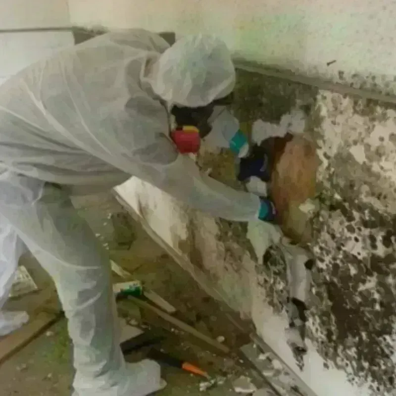 Mold Remediation and Removal in Fraser, MI